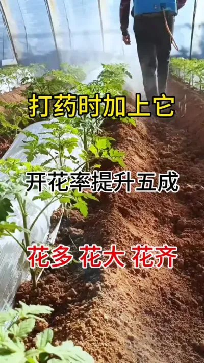 作物开花少，不开花，座果难都可以用上，像草莓，龙眼，荔枝，豆角，辣椒，番茄等都适用#促花保果 #促花芽分化 #三农种植