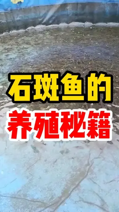 石斑鱼的养殖秘籍 #养鱼 #水产养殖 #养鱼人 #特种水产养殖 #新农人计划