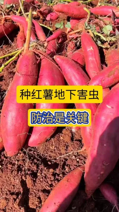 种红薯防地下害虫是关键！#红薯种植 #地下害虫防治 #地下害虫颗粒剂 #薯帮主地下害虫颗粒剂 #红薯高产种植 @DOU+小助手