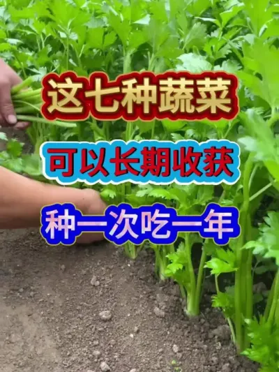 这七种蔬菜可以长期收获种一次吃一年 #蔬菜种植 #蔬菜种植技术 #农业种植 #种植小技巧 #分享农业知识帮农民增产增收