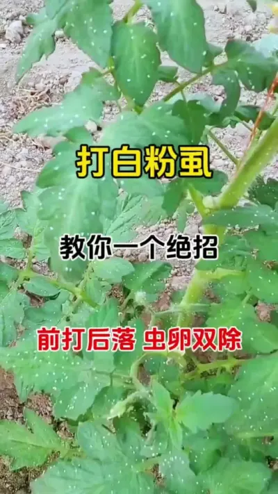 打白粉虱有个绝招，前打后落，虫卵双除，无抗性瓜果蔬菜都适用#白粉虱 #种植小技巧 #番茄种植#三农种植