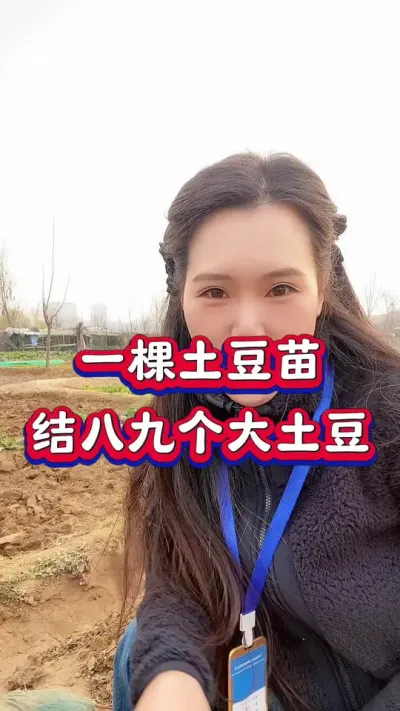 一棵土豆种子结八九个大土豆 #马铃薯 #土豆高产种植 #洋芋 #种植小技巧 #土豆