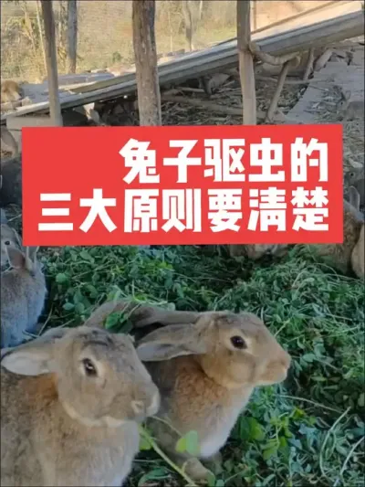 兔子驱虫的三大原则，要清楚 #兔子#养殖#三农#养兔#养兔人
