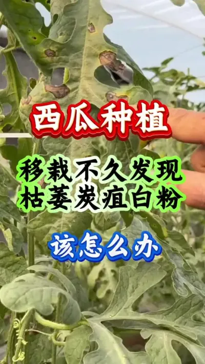 西瓜种植 移栽不久发现枯萎炭疽白粉还怎么办#西瓜种植 #病虫害防治 #西瓜管理 #种西瓜#西瓜高产