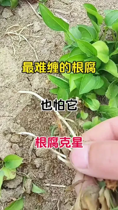 别瞎用药！一招搞定根腐病#根腐病防治 #无限回购的宝藏单品 #根腐克星 #白芷君#番茄种植