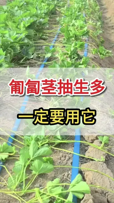 匍匐茎比抽生的多，一定要用它#匍匐茎#三农#爆发匍匐茎