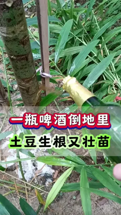 一瓶啤酒倒地里土豆生根又壮苗#洋芋 #土豆种植 #马铃薯 #栽洋芋 #土豆高产种植