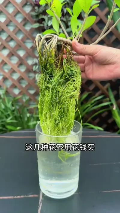 这几种花不用花钱买，就片叶子就能扦插成活#扦插 #花卉绿植 #种植小技巧