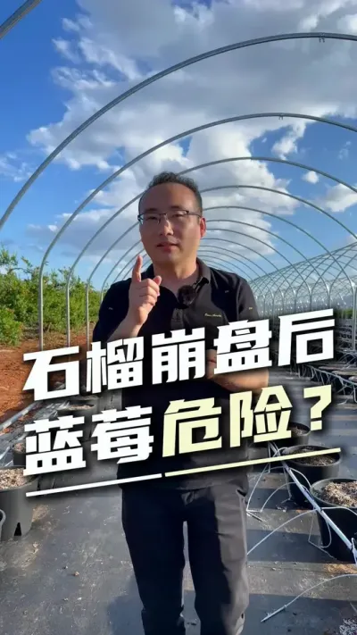 蓝莓价格10元3斤？蓝莓崩盘预警真相！#蓝莓种植 #蓝莓崩盘 #热点话题 #设施农业