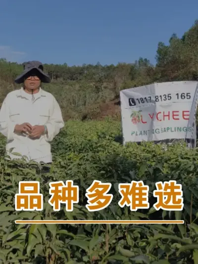 荔枝品种多挺让人选择困难的#广西灵山荔枝果苗#农业创业#抖音新农人计划2025#吕老师种果苗