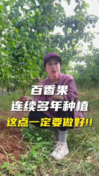 连续种植百香果的我们的土地应该为来年做什么准备？#百香果#百香果种植#抖音助农