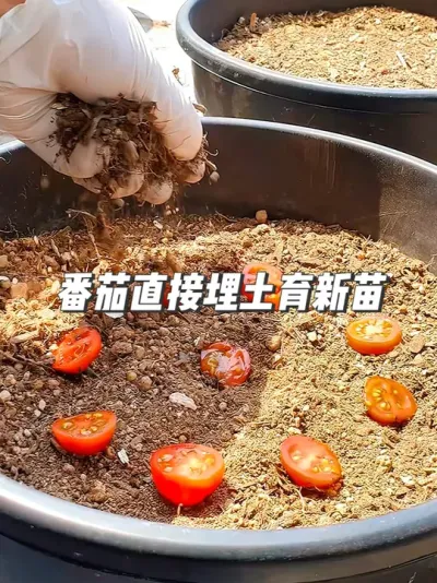 懒人种植法，番茄切片直接埋土里，还能长出果实来？ #种植小技巧 #园艺小妙招 #盆栽番茄 #养植物的乐趣