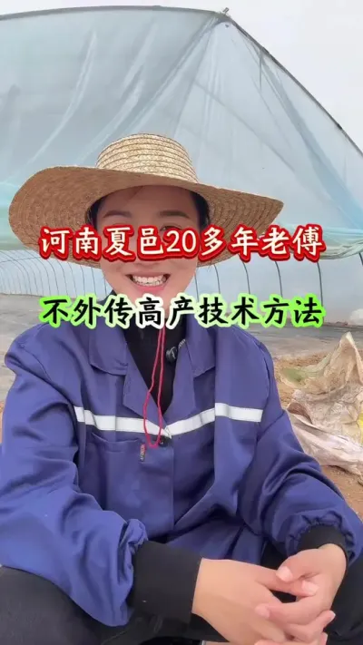 西瓜种植 河南夏邑20多年老师傅不外传高产方法 #西瓜种植 #西瓜管理 #种西瓜 #西瓜高产