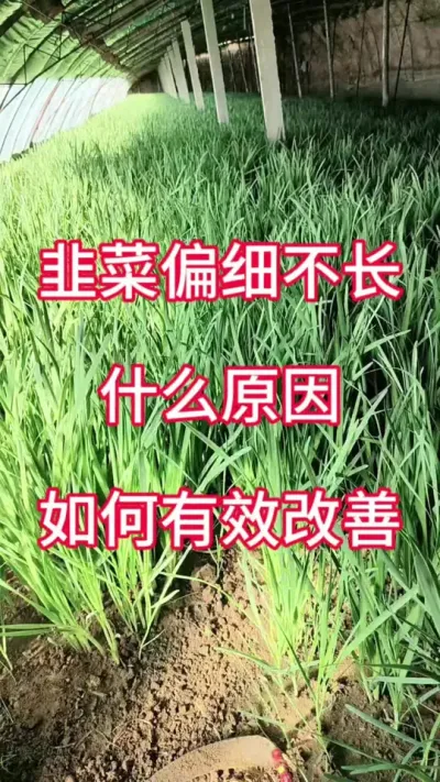 韭菜偏细不长，什么原因，如何有效改善。#韭菜变粗的秘诀 #韭菜的种植方法 #韭菜种植 #韭菜管理 #韭菜施什么肥根粗