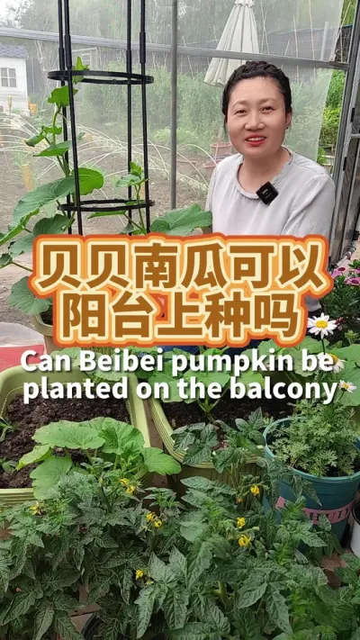 亲测实验：贝贝南瓜在阳台花盆里也能种得好 放足底肥，肥放足才长得壮，正常开花结果 #阳台种植 #贝贝南瓜种植 #种植小技巧  #我爱种菜 #三农