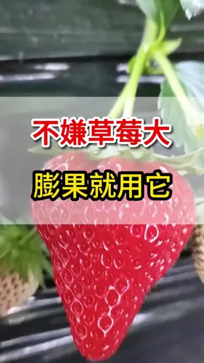 草莓膨果增甜上色就用它，茬茬高产不发愁#抖音助农 #三农 #草莓🍓