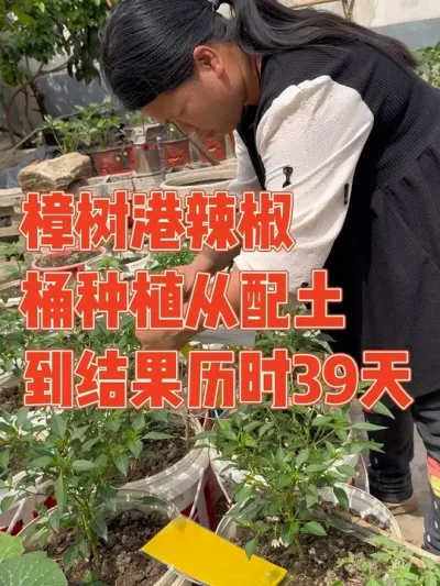 听说樟树港辣椒是辣椒中的爱马仕，一斤能卖到两百八，椒香浓郁特别好吃，产量还非常高，在菜友的推荐下和老公的帮助下用桶种植了十四棵，各种有机肥催促下39天成功挂果 记录樟树港辣椒种植从配土到结果历时三十九