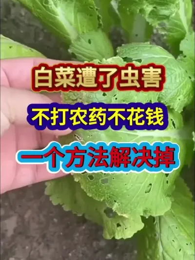 白菜遭了虫害不打农药不花钱一个方法解决掉 #白菜种植 #白菜病虫害防治 #农业种植 #种植上技巧 #分享农业知识帮农民增产增收