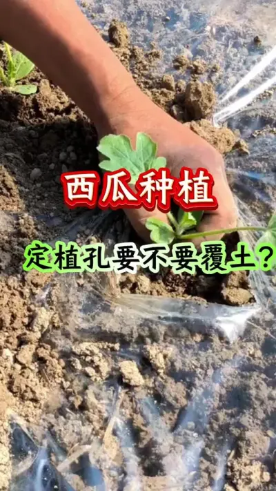 西瓜种植 西瓜种植定值孔要不要覆土#西瓜种植 #西瓜管理 #种西瓜