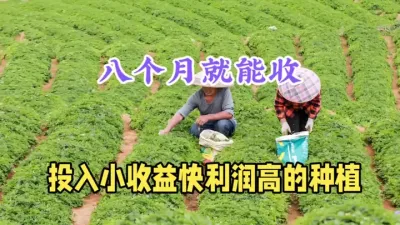 农村前景好的种植，1斤22元，年赚40万元，收益快投入小 #三农 #药材种植 #太子参 #农村致富好项目#返乡创业