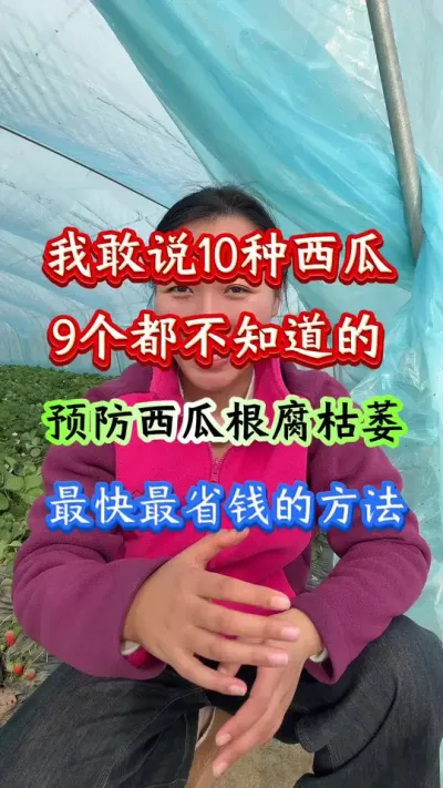 西瓜种植 我敢说10种西瓜的9个都不知道预防西瓜根腐最快最省钱方法#西瓜种植 #西瓜管理 #西瓜病害