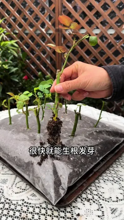 月季扦插，90%的人都没见过这种扦插方法  #月季#扦插 #花卉绿植