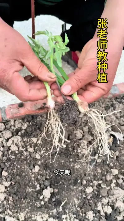 番茄和小葱套种好处多多#关注我一起学种菜 #农业种植 #农业种植 #植物科普