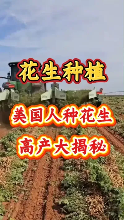 花生种植学会这个小技巧你也能亩产千斤。#种植小技巧  #花生种植 #花生高产 #分享农业知识帮农民增产增收 #花生种植管理技术