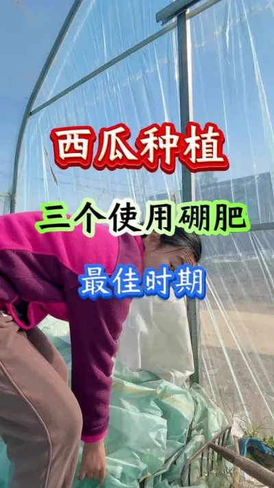 西瓜种植 西瓜种植三个使用硼肥最佳时期 #西瓜种植 #西瓜管理