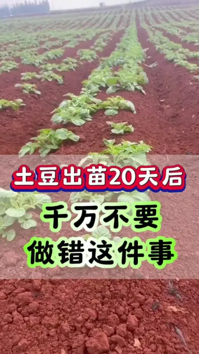 土豆出苗20天后千万不要做错这件事#土豆种植 #马铃薯 #洋芋 #土豆 #土豆高产种植