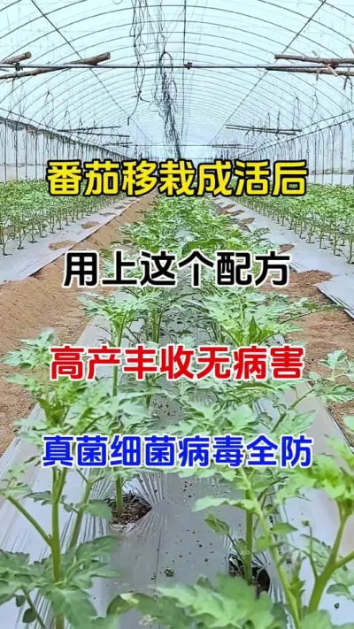 番茄移栽成活后，用上这个配方，番茄高产丰收无病害#番茄种植 #病害防治 #农业种植