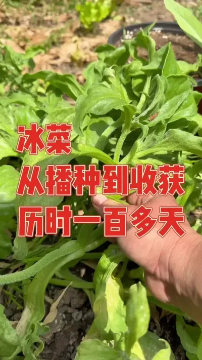 我又种了一种超级难吃的菜，听说冰菜自带咸味，我就好奇的种了一包种子，历时一百多天终于迎来大丰收，吃了一口发誓再也不种了，真的太难吃了#冰菜 #冰菜种子 #强迫症治愈系 #种植小技巧 #我的小菜园