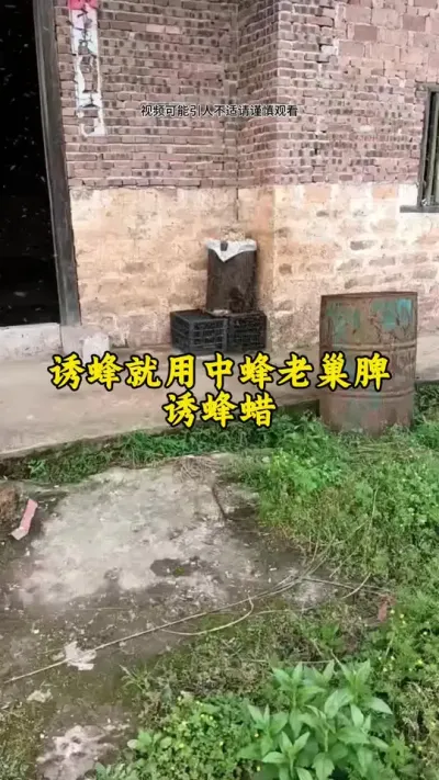 想要在春季顺利诱到蜜蜂，一定要用对蜂蜡#蜂蜡 #诱蜂 #养蜂 #养蜂技术 @抖音小助手