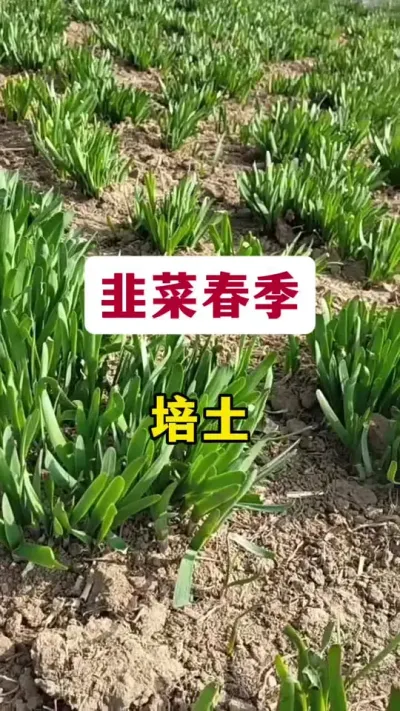 韭菜春季培土。#韭菜管理 #韭菜种植 #韭菜种植方法 #韭菜春季管理 #蔬菜种植技术