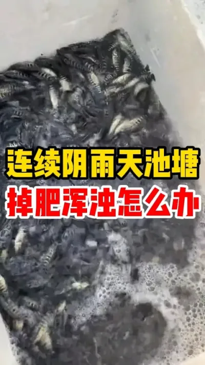 连续阴雨天池塘掉肥浑浊怎么办 #水产养殖 #养鱼日记 #石斑鱼 #养鱼人 #水族