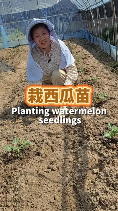 栽西瓜苗方法 我今年种了8424西瓜和冰糖麒麟瓜两个品种的西瓜#种植小技巧 #种西瓜#我爱种菜 #阳台种植  #学种菜