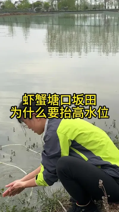 虾蟹塘口坂田为什么要抬高水位！！！！ #渔多多养殖模式 #大闸蟹养殖 #水产养殖 #三农 #河蟹养殖