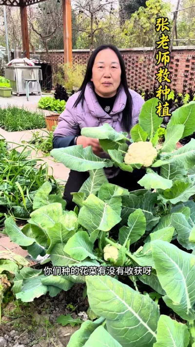 花菜怕冻，如果花菜还没有开花，或者花比较小，且温度降到零度以下的话，都要搭个拱棚防护一下#花菜种植 #花菜 #每天分享蔬菜种植技巧 #关注我每天分享种植知识 #菜花
