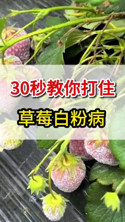 教你一招彻底搞定草莓白粉病#抖音助农 #草莓种植 #草莓 #三农 #草莓🍓