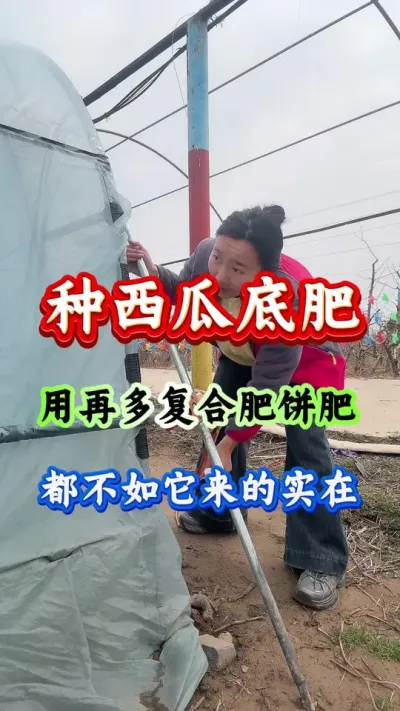 西瓜种植 西瓜底肥用再多复合肥饼肥都不如它来的实在 #种植西瓜 #露天西瓜 #种西瓜 #西瓜管理