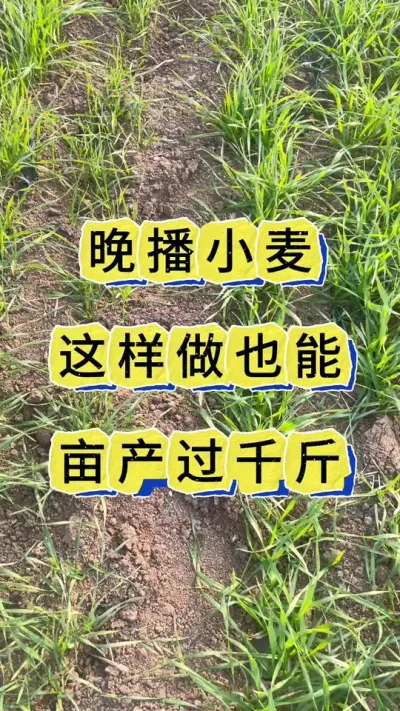 小麦种植 小麦喷三遍增产30%以上