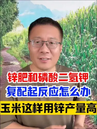 锌肥和磷酸二氢钾复配起反应怎么办？玉米这样用锌肥产量高！  #玉米种植技术 #玉米种植 #玉米高产种植技术 #玉米底肥 #分享农业知识帮农民增产增收