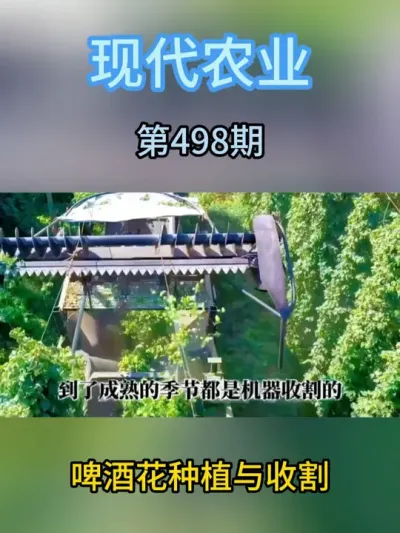 啤酒花种植与收割 #农业种植 #三农 #助农 #现代化农业 #产业