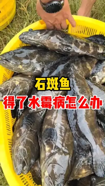 石斑鱼得了水霉病怎么办 #水产养殖 #养鱼 #石斑鱼 #养鱼人 #鱼苗