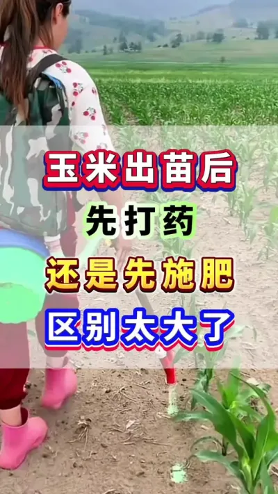 玉米出苗后，先施肥还是先打药？#玉米种植  #玉米施肥 #玉米高产  #玉米种植管理技术