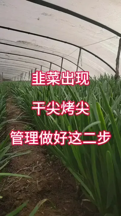 韭菜出现干尖烤尖，管理做好这两步。#韭菜种植 #韭菜管理 #韭菜管理技术 #韭菜种植方法 #韭菜高产