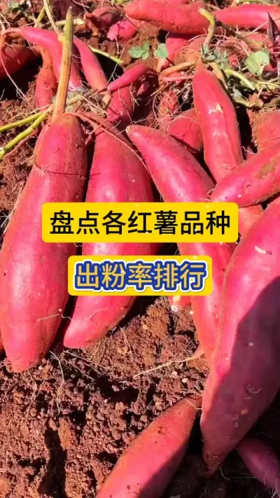 盘点各品种红薯出粉率！#红薯出粉率排行 #剪映元旦活动 #剪映跨年 #剪映Ai配旁白