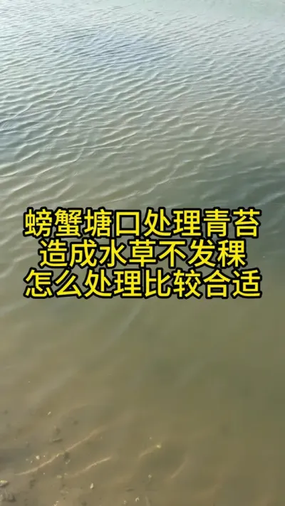 螃蟹塘口处理青苔，导致水草不发稞怎么处理比较合适！！！！ #渔多多养殖模式 #大闸蟹养殖 #三农 #河蟹养殖 #新农人计划2025