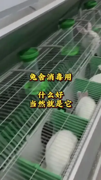 兔舍消毒用什么好?当然是这个过硫酸氢钾 #养兔人 #兔子 #养殖场消毒 #肉兔养殖 #养兔三分靠管理七分靠技术
