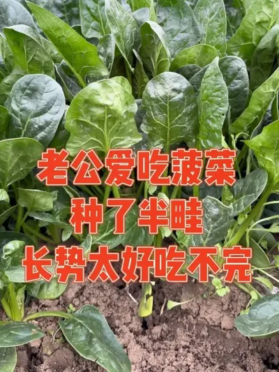 种菜千万别听老公的，否则你就会亲手种出自己不喜欢吃的菜 老公说喜欢吃菠菜，于是应要又种了半畦，结果长势太好根本吃不完，媳妇感叹一种菜只能种一平方#菠菜 #种植小技巧 #记录真实生活 #强迫症治愈系 #